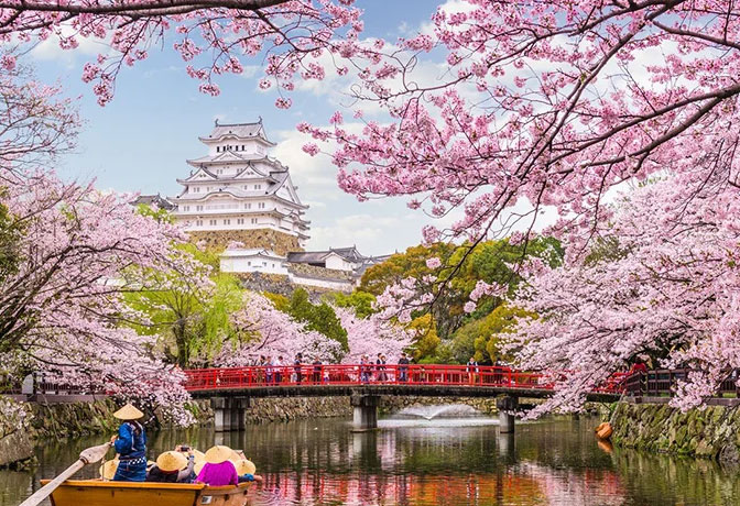 مهرجان أزهار الكرز